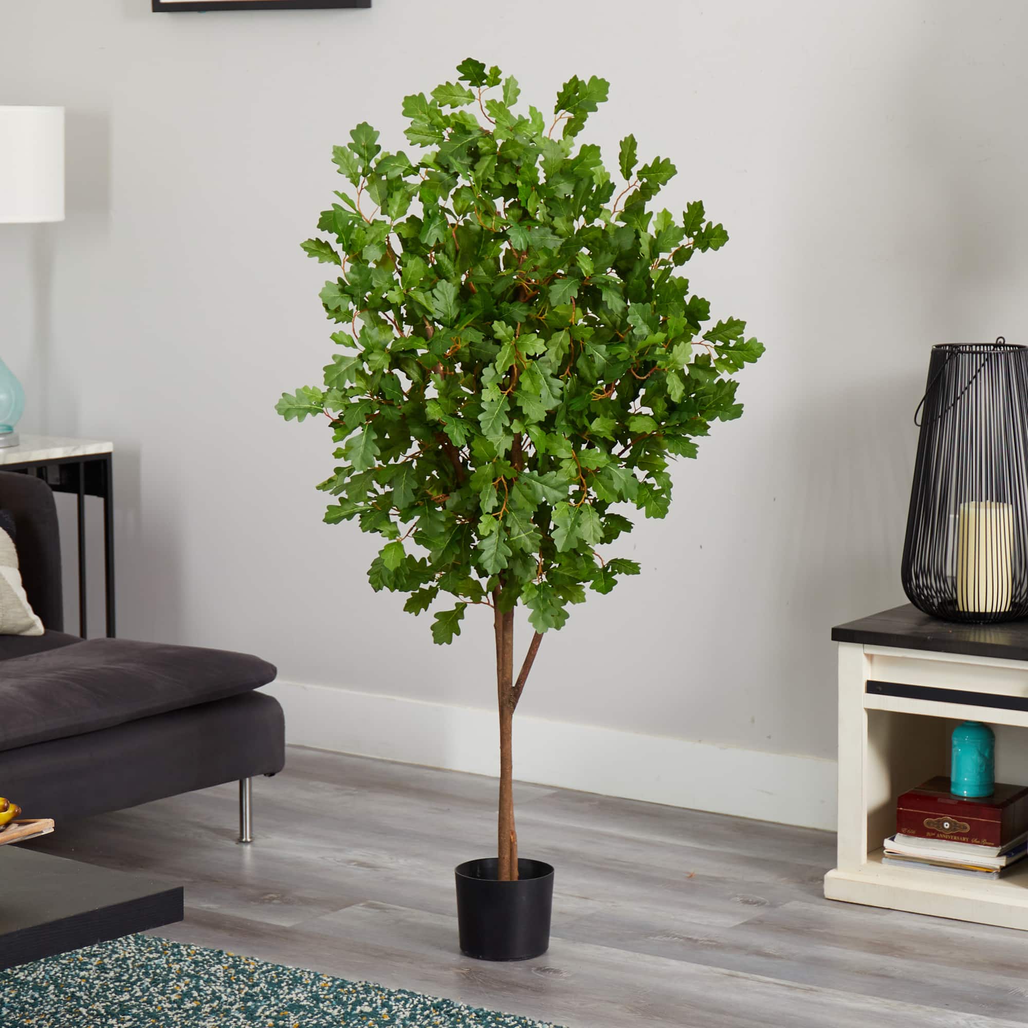 5ft. Potted Oak Tree